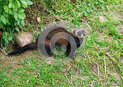 The European polecat looking up to the sky Stock Photo